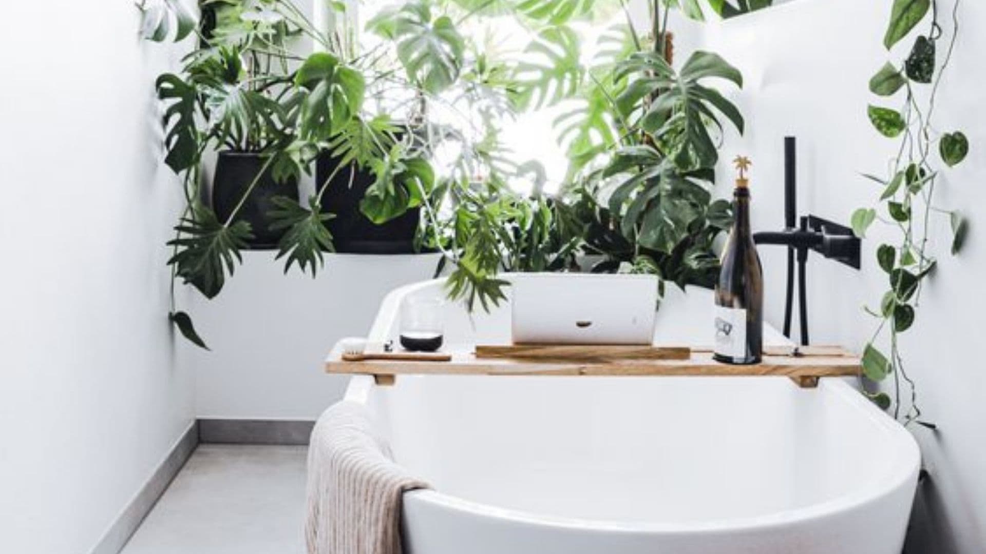 Tip: Planten voor de badkamer